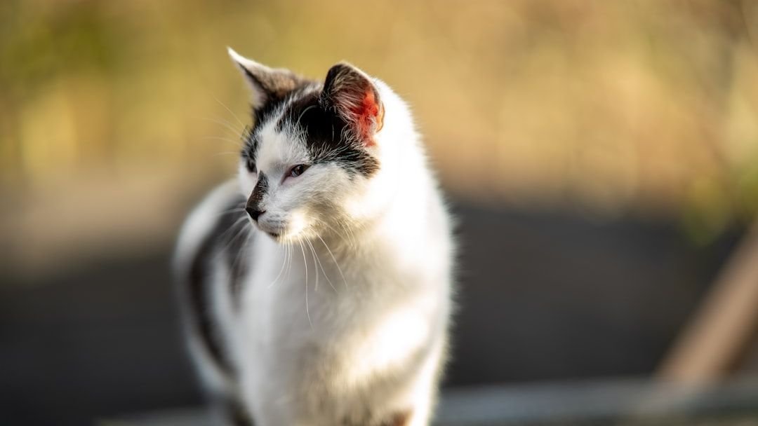 16 Most Popular Cat Names