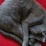 What Your Cat's Sleeping Position Says About Their Love for You