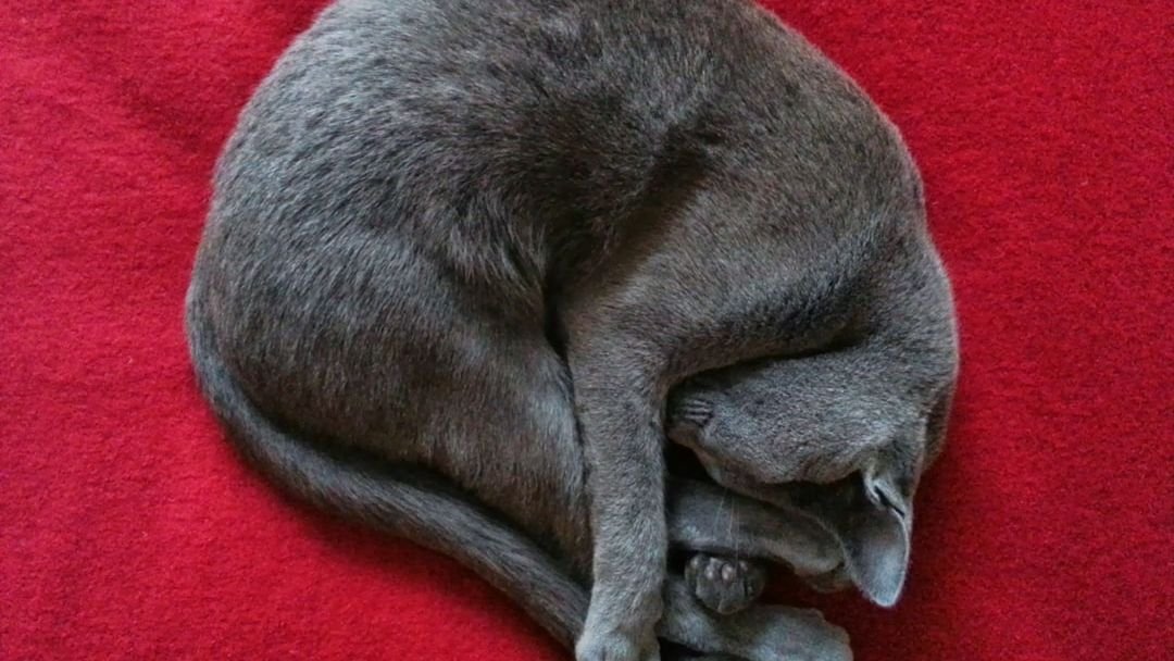 What Your Cat's Sleeping Position Says About Their Love for You