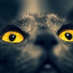 The Role of Eye Contact in Effective Cat Obedience