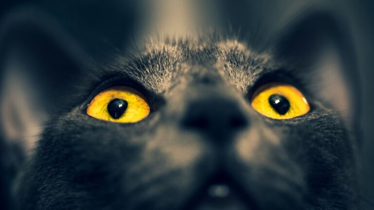 The Role of Eye Contact in Effective Cat Obedience