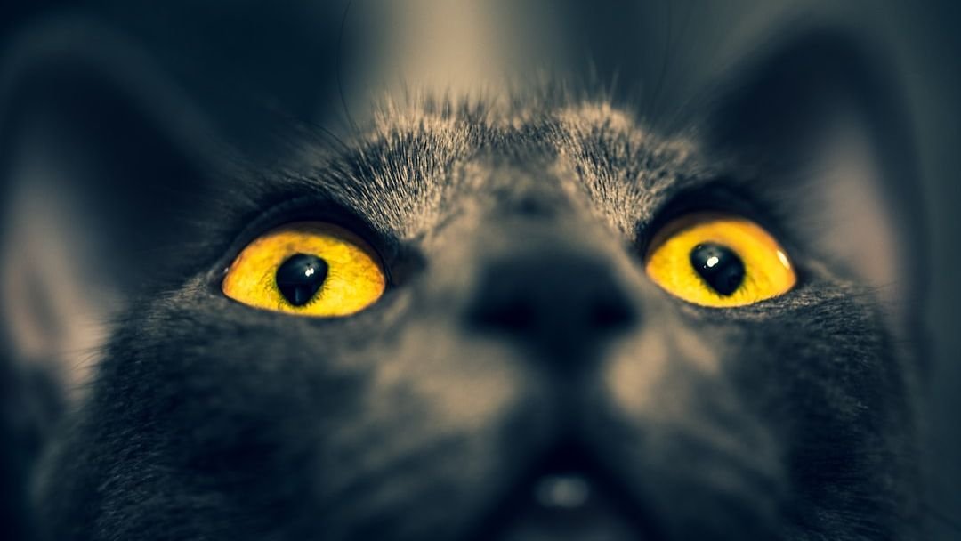 The Role of Eye Contact in Effective Cat Obedience