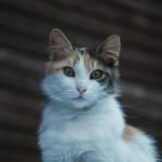 Do Cats Really Have Nine Lives? Unpacking This Age-Old Myth