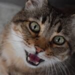 5 Sounds Your Cat Makes That You Misinterpret