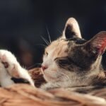 10 Subtle Signs Your Cat Is Feeling Happy