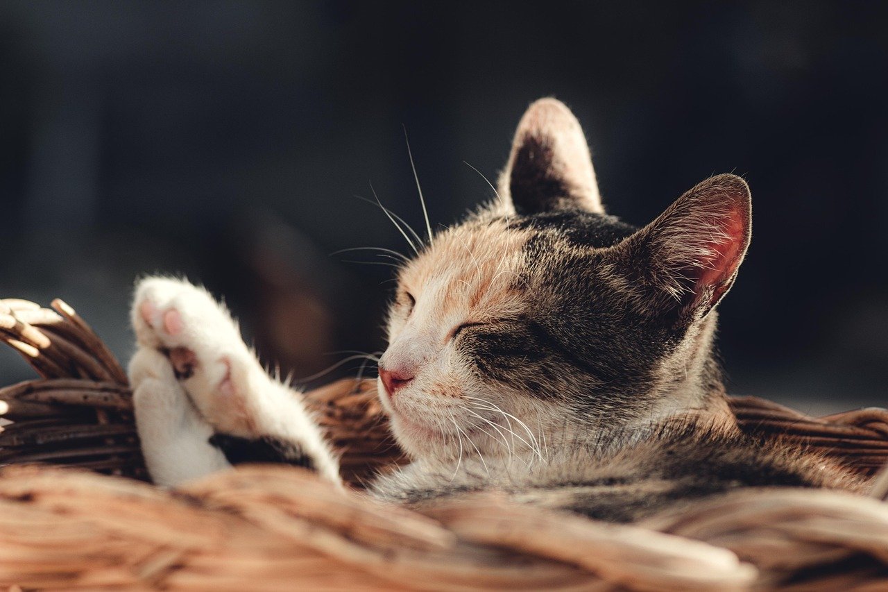 10 Subtle Signs Your Cat Is Feeling Happy