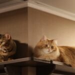 5 Ways to Make Your Home a Feline Paradise (Without Breaking the Bank)