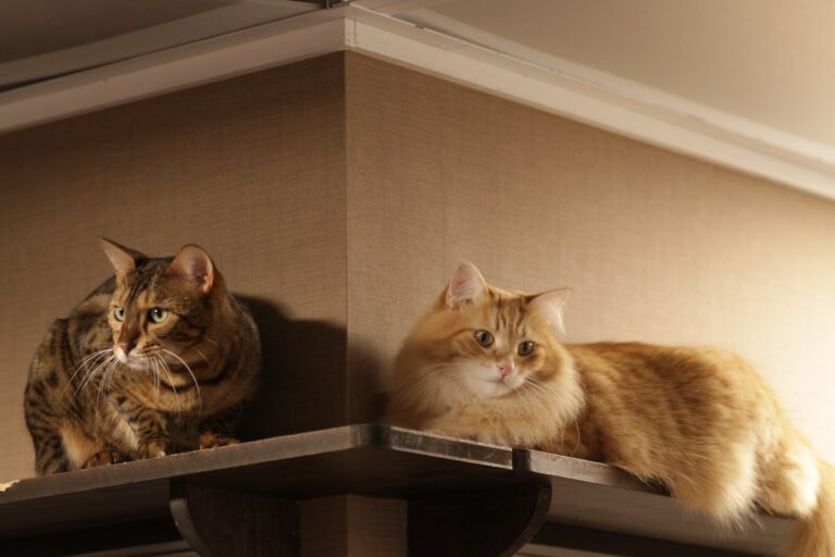 5 Ways to Make Your Home a Feline Paradise (Without Breaking the Bank)