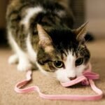 7 Common Household Items That Are Surprisingly Dangerous for Cats
