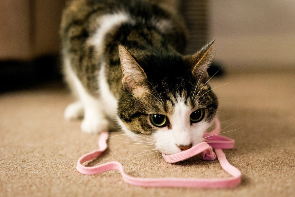 7 Common Household Items That Are Surprisingly Dangerous for Cats