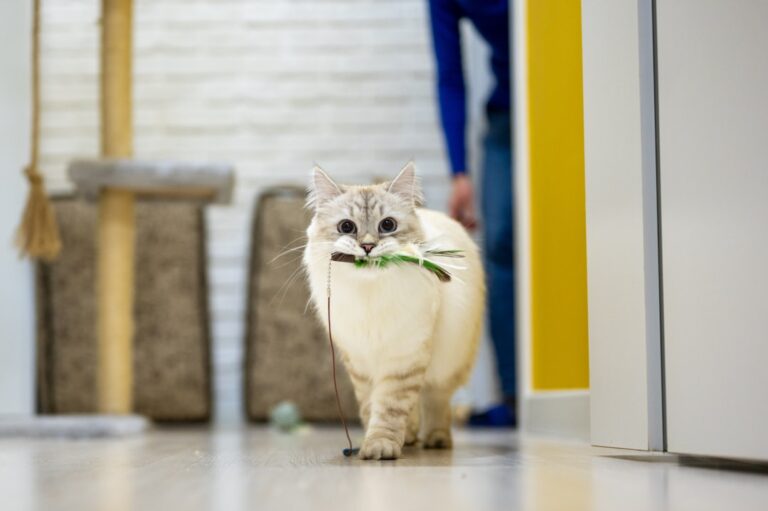 This is Why Your Cat Brings You Their 'Prey'