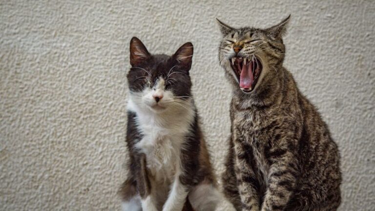 How to Introduce a New Pet to Your Cat Successfully
