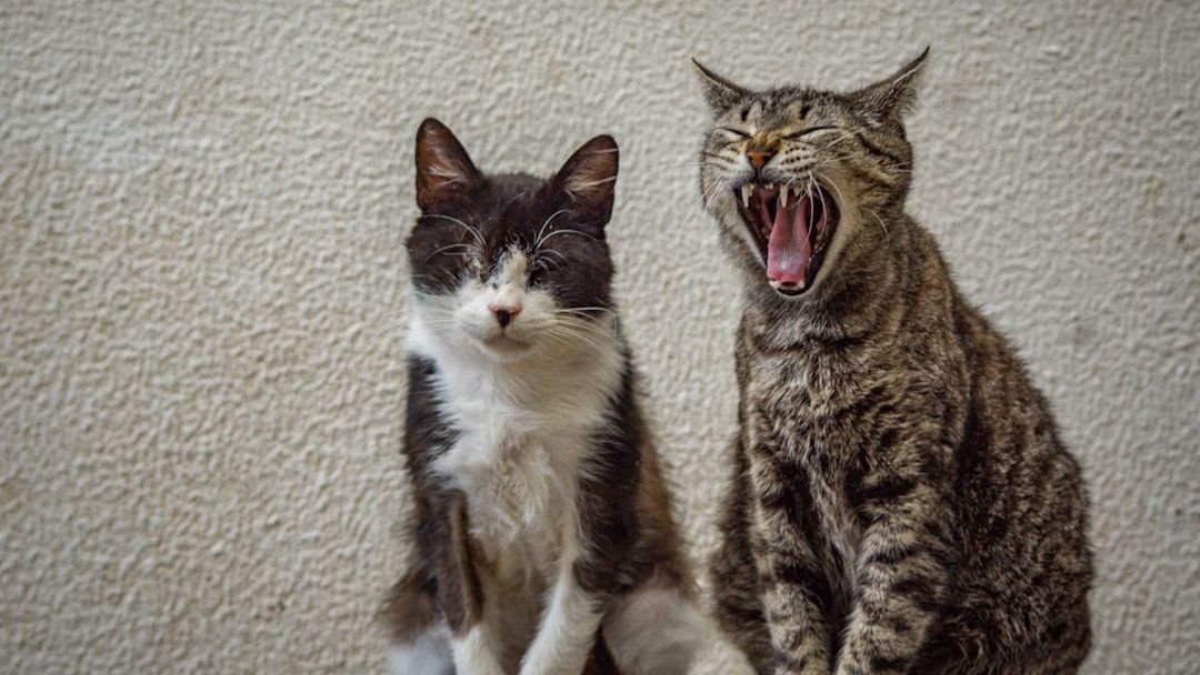 How to Introduce a New Pet to Your Cat Successfully