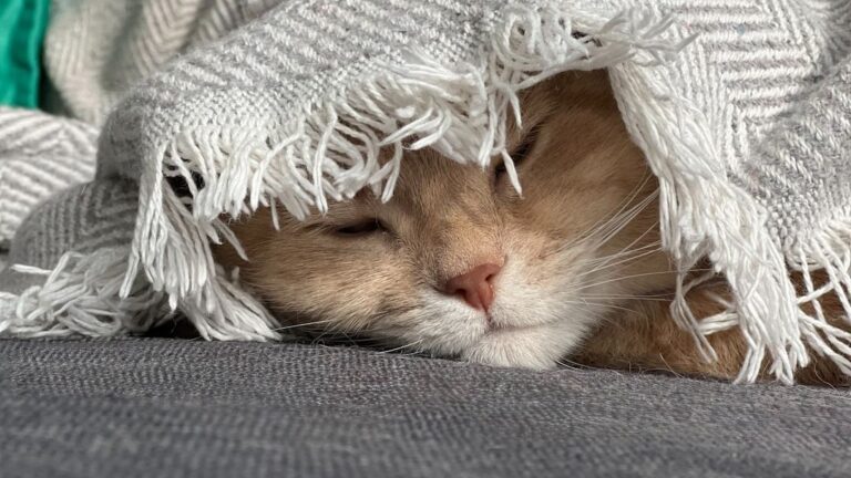 Does Your Cat's Sleeping Position Reveal Something About Their Mood?