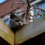 7 Reasons Why Cats Are Obsessed with High Places