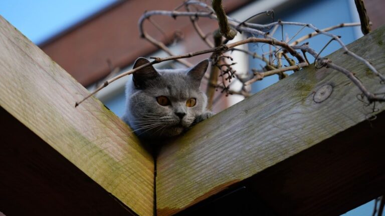 7 Reasons Why Cats Are Obsessed with High Places