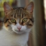 5 Ways Cats Mark Their Territory