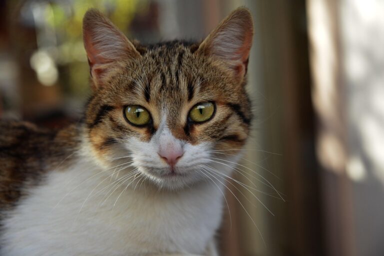 5 Ways Cats Mark Their Territory