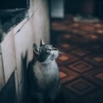 Are Cats Really Night Owls?