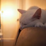 5 Ways to Keep Your Older Cat Happy