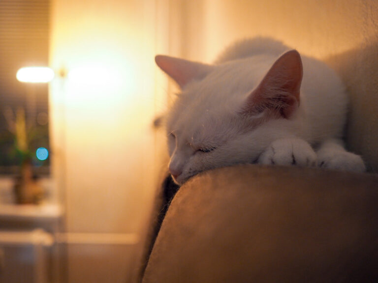 5 Ways to Keep Your Older Cat Happy