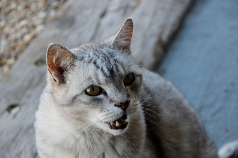 When Cats 'Talk' to Themselves