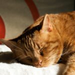 7 Surprising Benefits of Your Cat's Daily Slumber