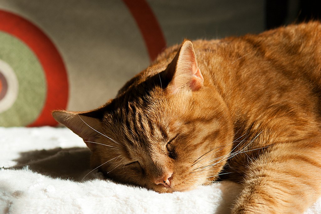 7 Surprising Benefits of Your Cat's Daily Slumber