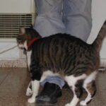 Why Cats Rub Against Your Legs