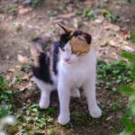 8 Ways Cats Enrich Our Mental Well-being