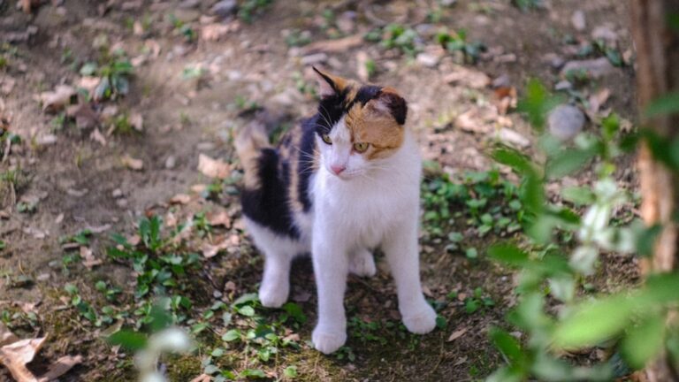 8 Ways Cats Enrich Our Mental Well-being