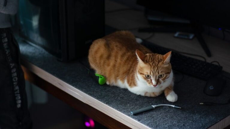 10 Sounds Only Your Cat Can Hear