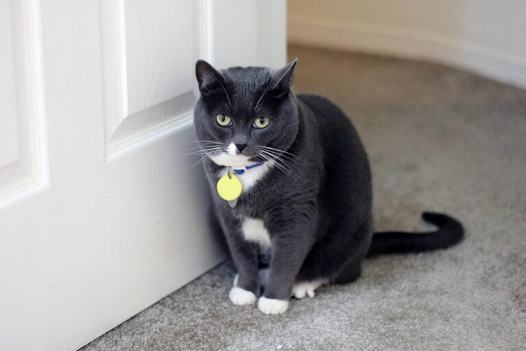 Is Your Cat a Secret Doorway Inspector?