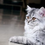 Why Your Cat Stares at Blank Walls