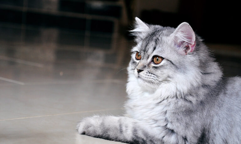 Why Your Cat Stares at Blank Walls