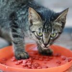 Why Cats 'Bury' Their Food Bowls