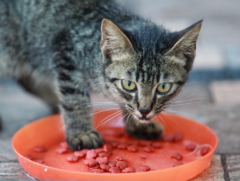 Why Cats 'Bury' Their Food Bowls