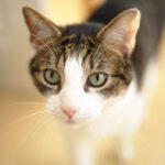Why Cats Follow You Everywhere