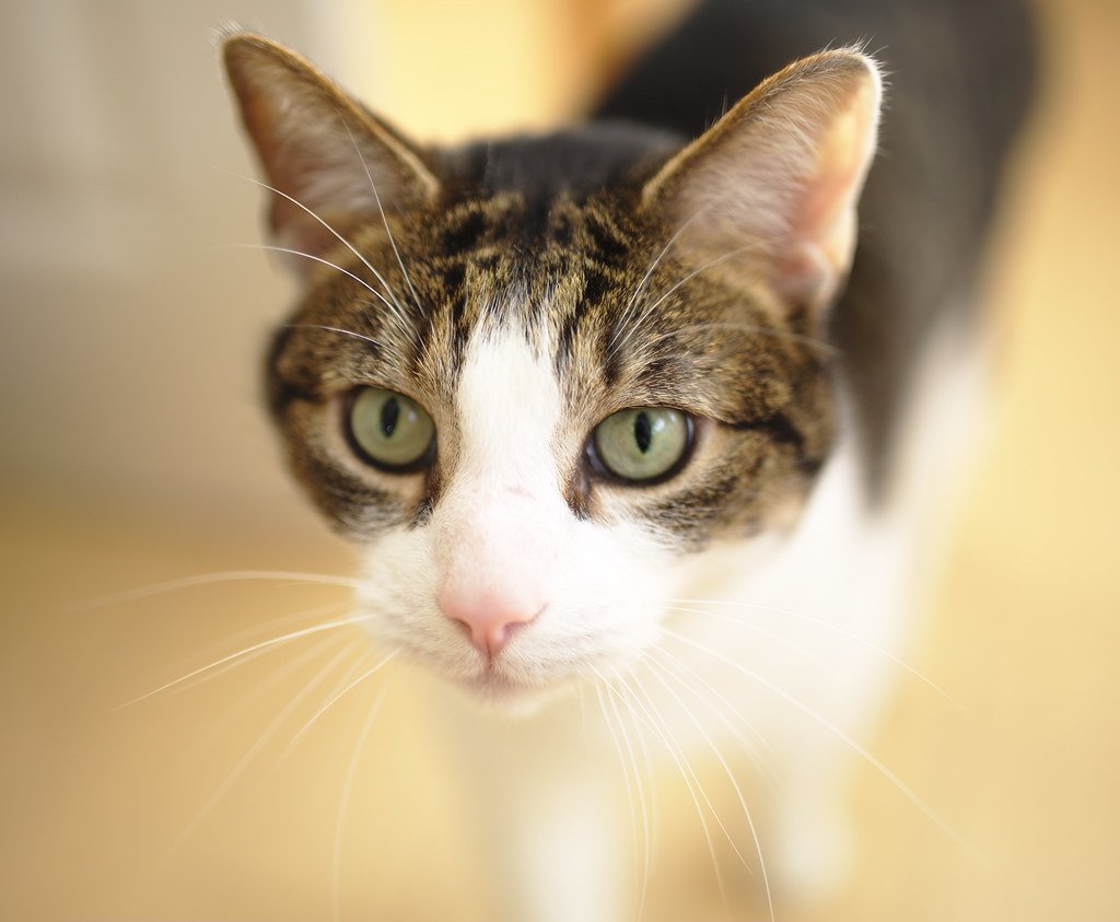 Why Cats Follow You Everywhere