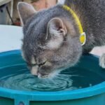 Why Cats are Fascinated by Water
