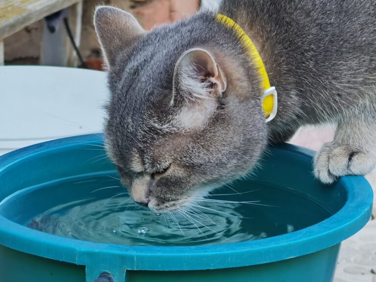 Why Cats are Fascinated by Water
