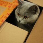 4 Reasons Your Cat Prefers Small Spaces