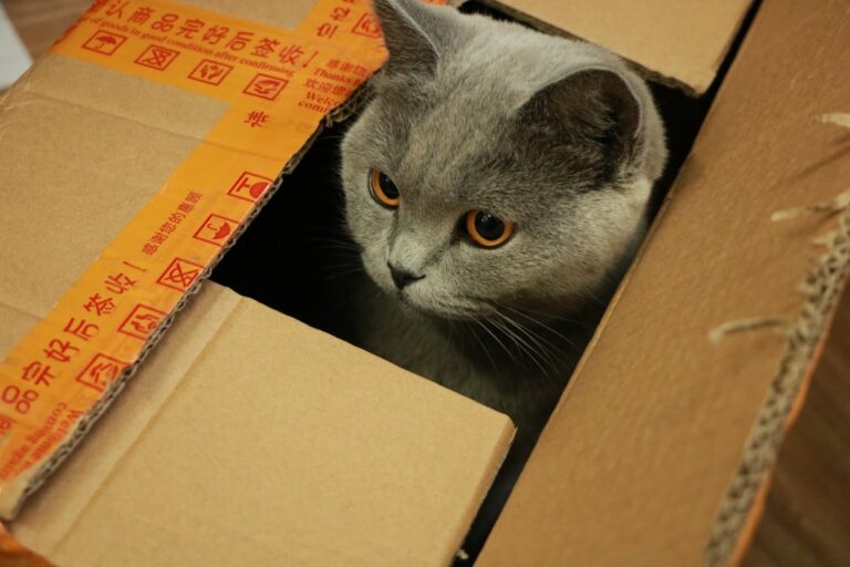 4 Reasons Your Cat Prefers Small Spaces