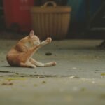 Why Cats Bat Objects Off Tables