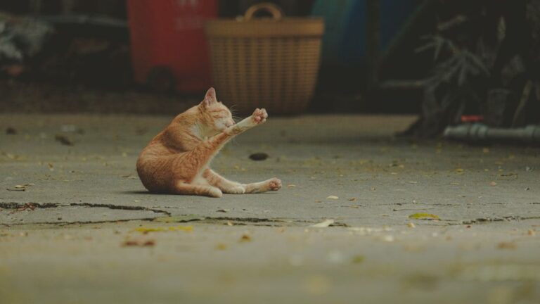 Why Cats Bat Objects Off Tables