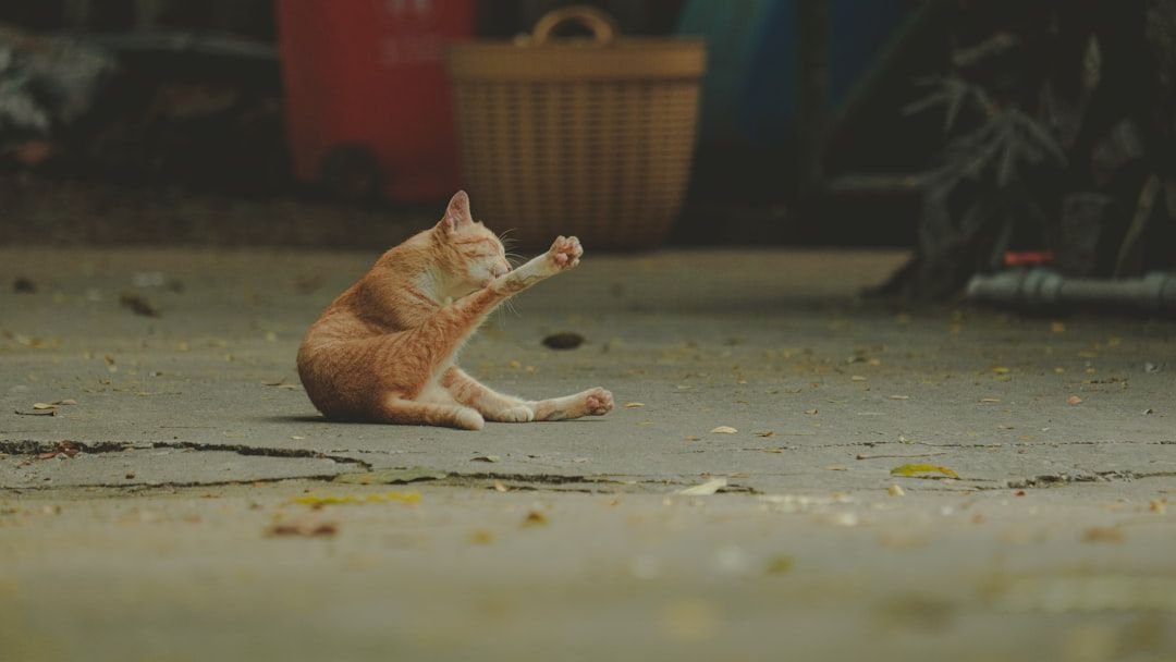 Why Cats Bat Objects Off Tables