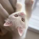 Are Cats Really 'Nosey' Neighbors?