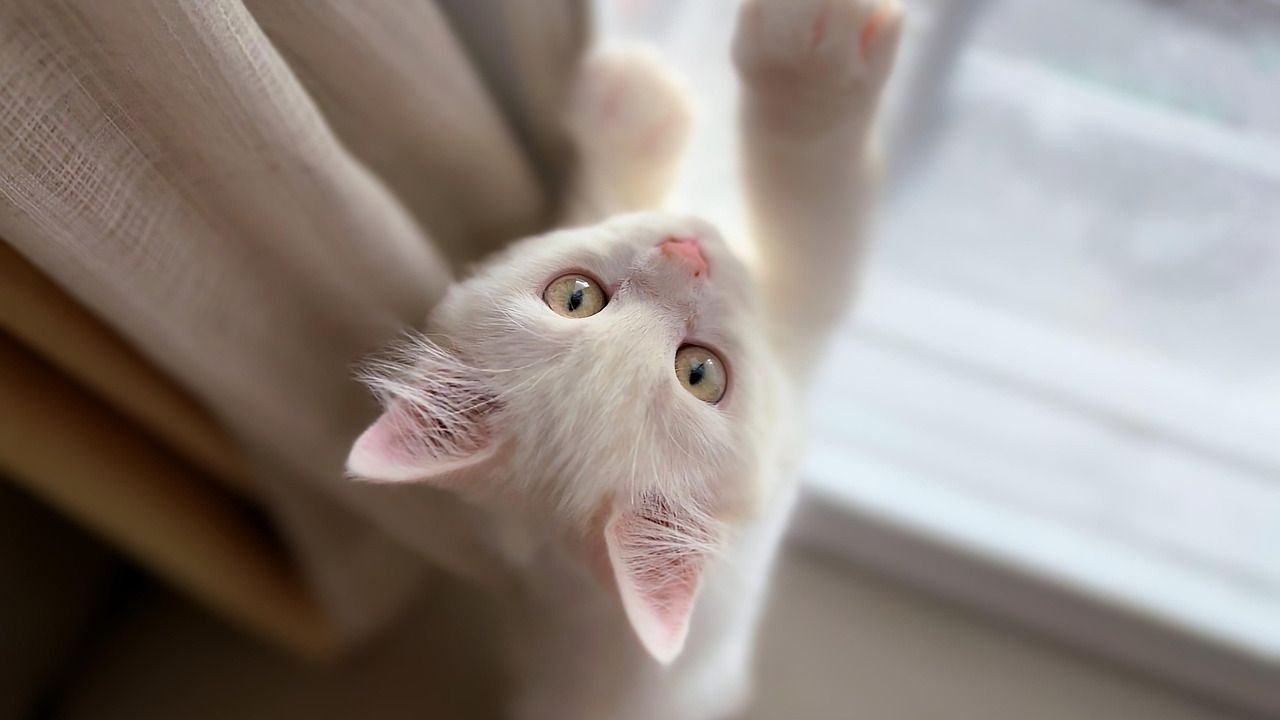 Are Cats Really 'Nosey' Neighbors?