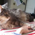 What Does It Mean When a Cat Places Its Paw on You