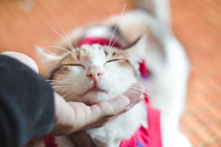Beyond the Purr: 8 Subtle Ways Your Cat Shows You Undying Devotion